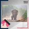 adhésif autocollant sous film transfert animaux Eléphant et son éléphanteau