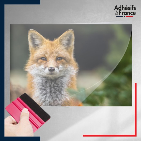 adhésif autocollant sous film transfert animaux Renard